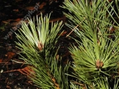 Pinus thunbergii 'Banshosho' 